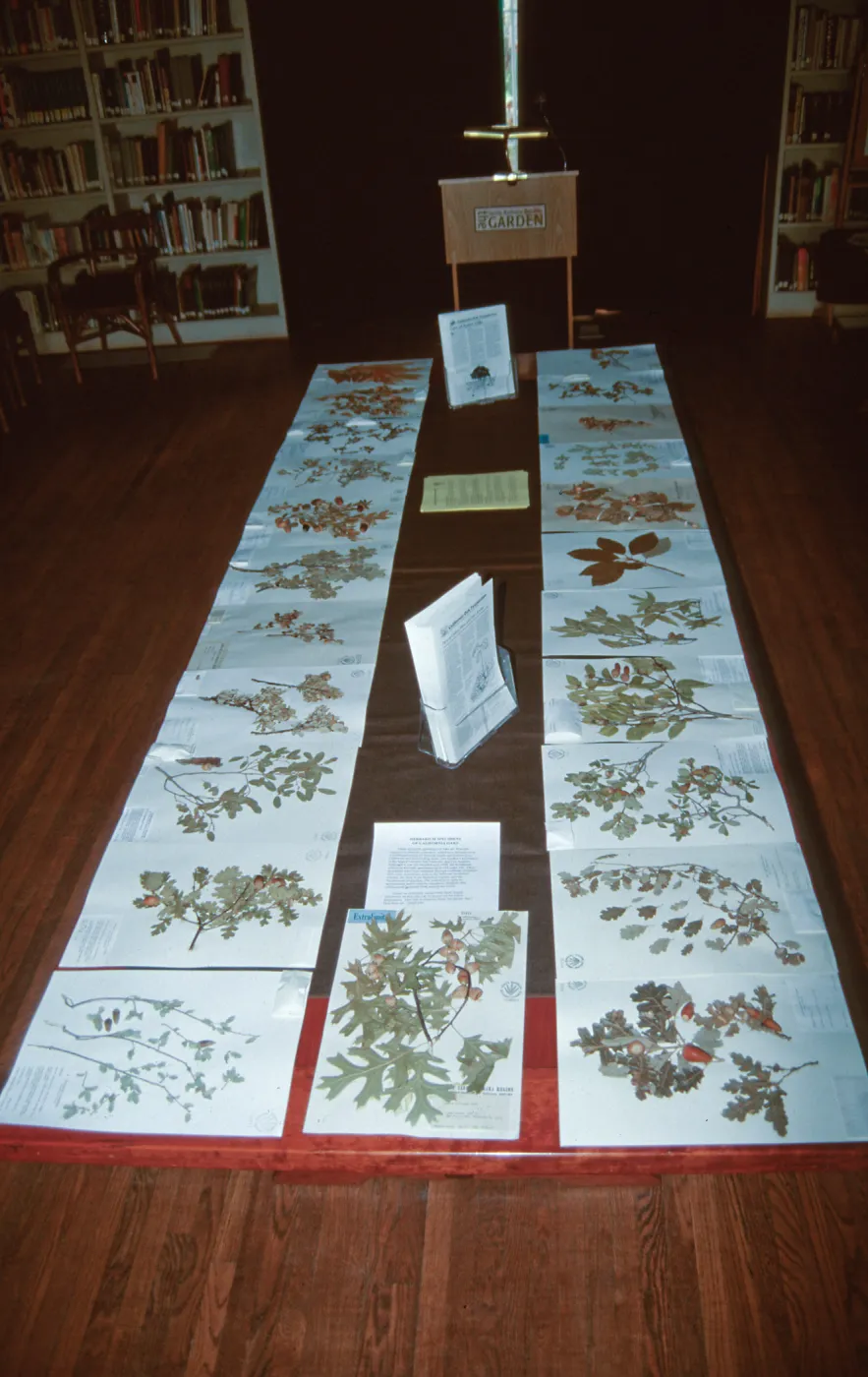 Oak display