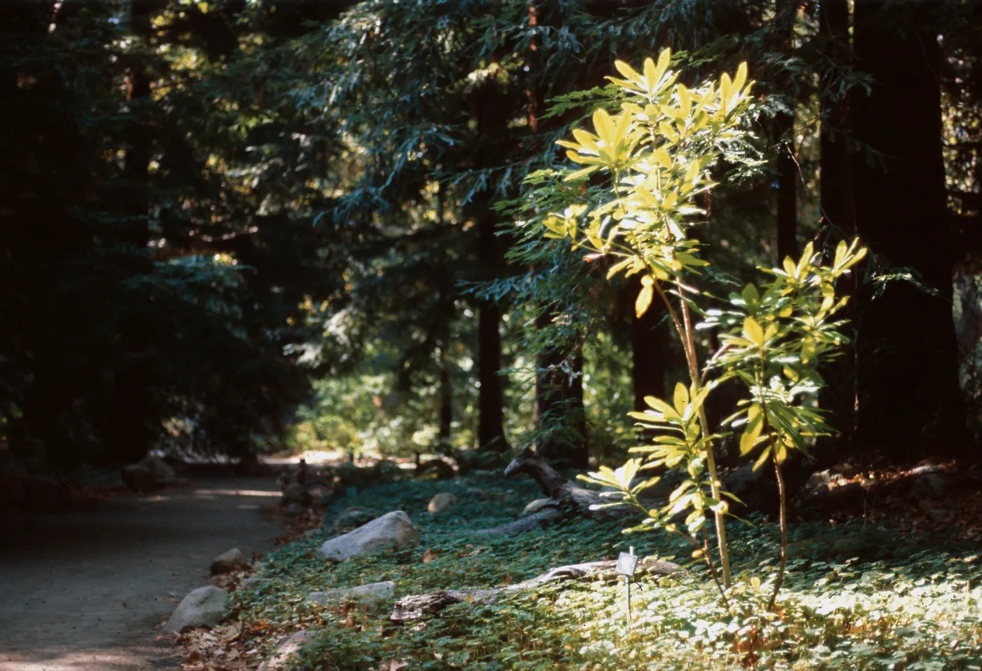 Redwood Section, Santa Barbara Botanic Garden