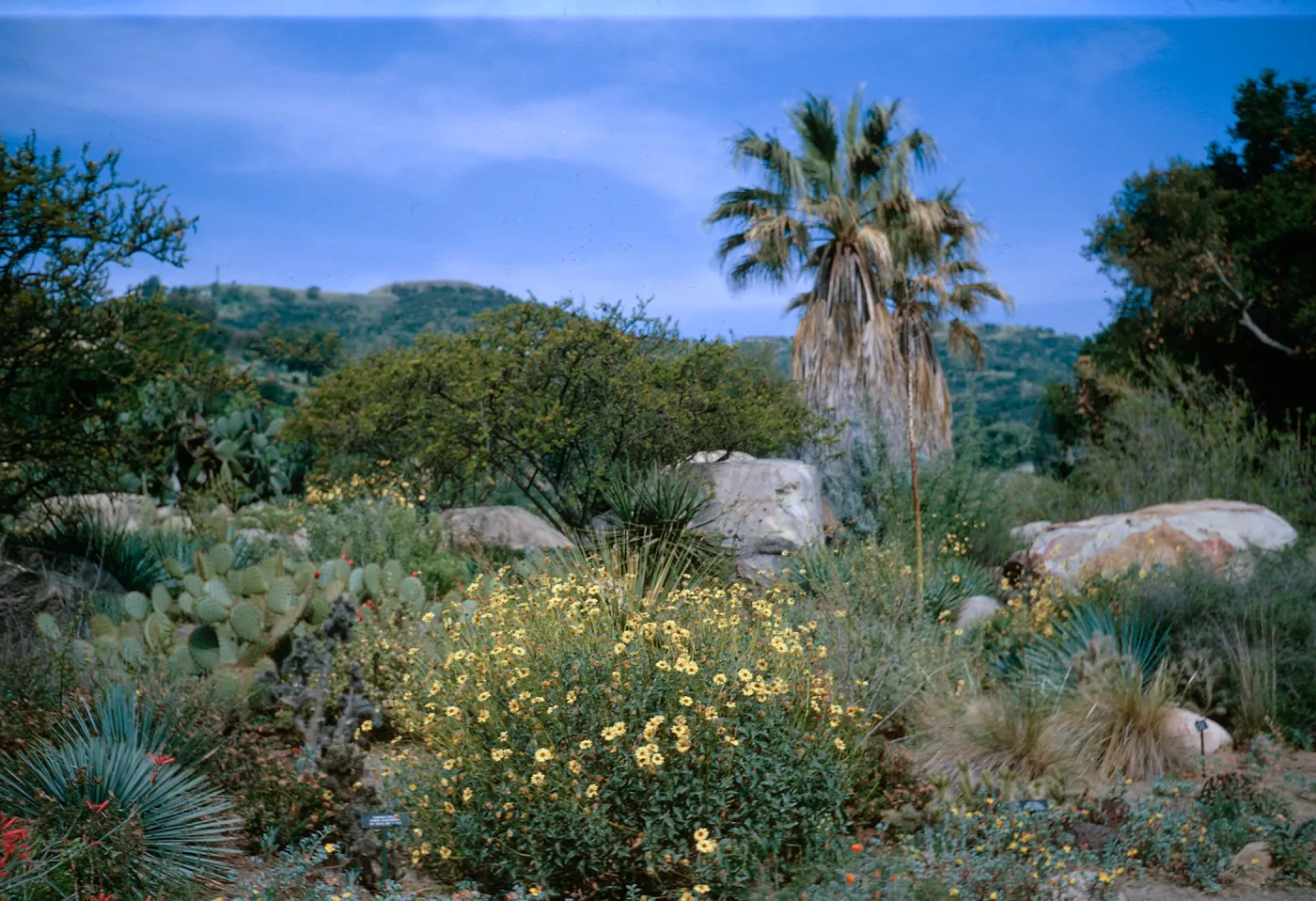 Desert Section, SBBG