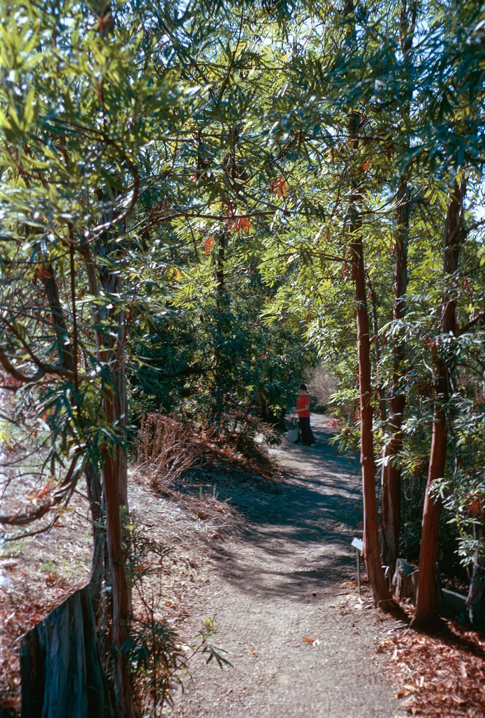 Ironwoods, Porter Trail, SBBG