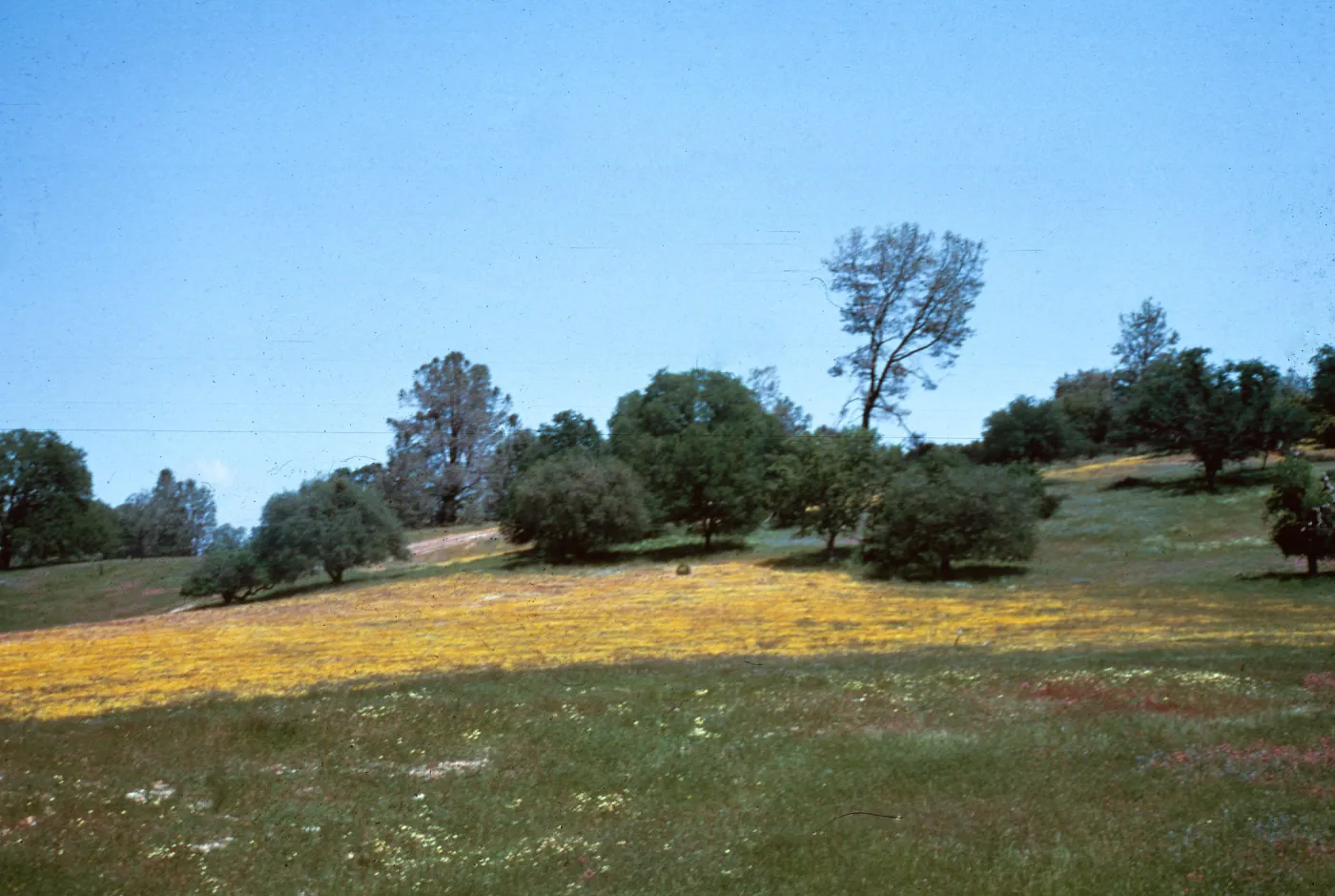 461, carpet of wildflowers, near Santa Margarita, April, 1978