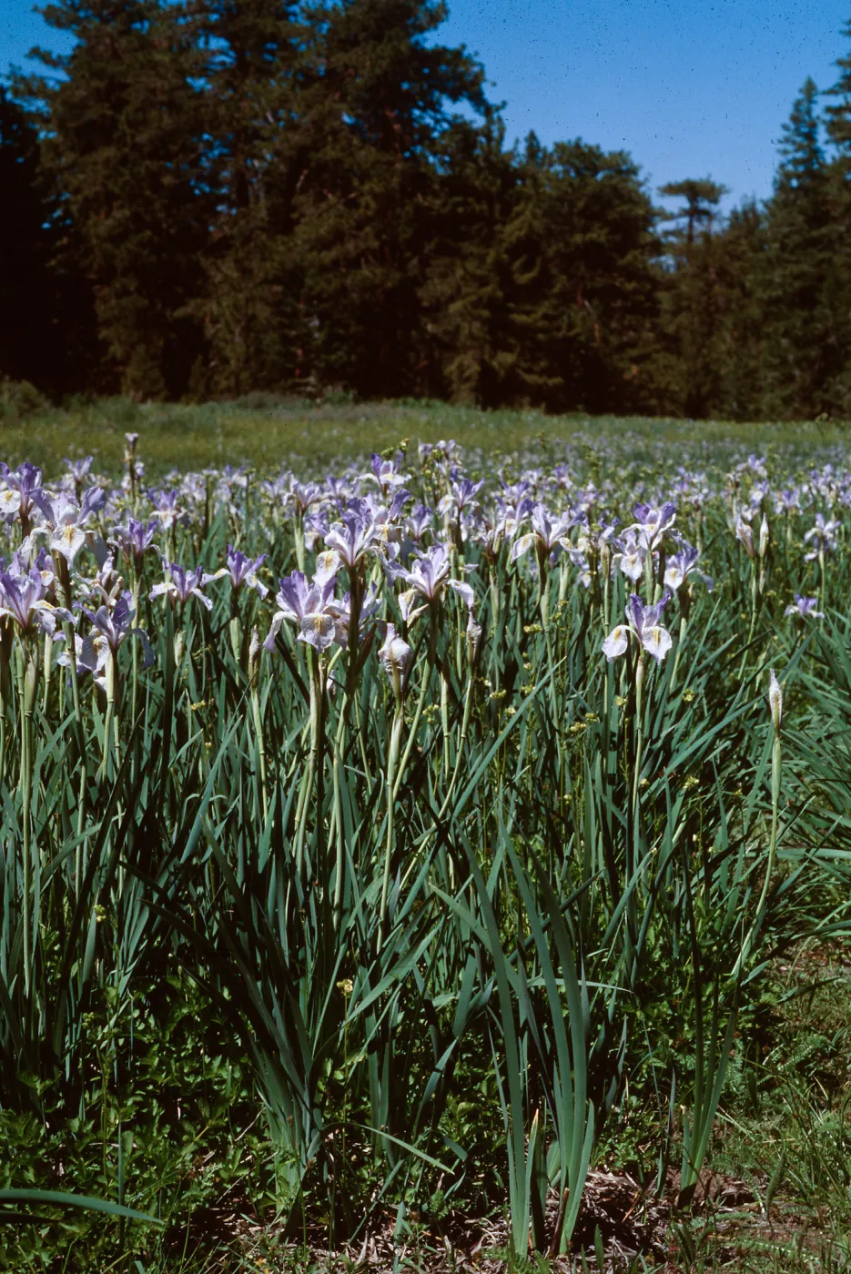 Iris, Mt Pinos