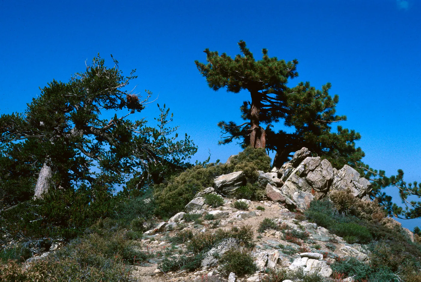 Mt Pinos