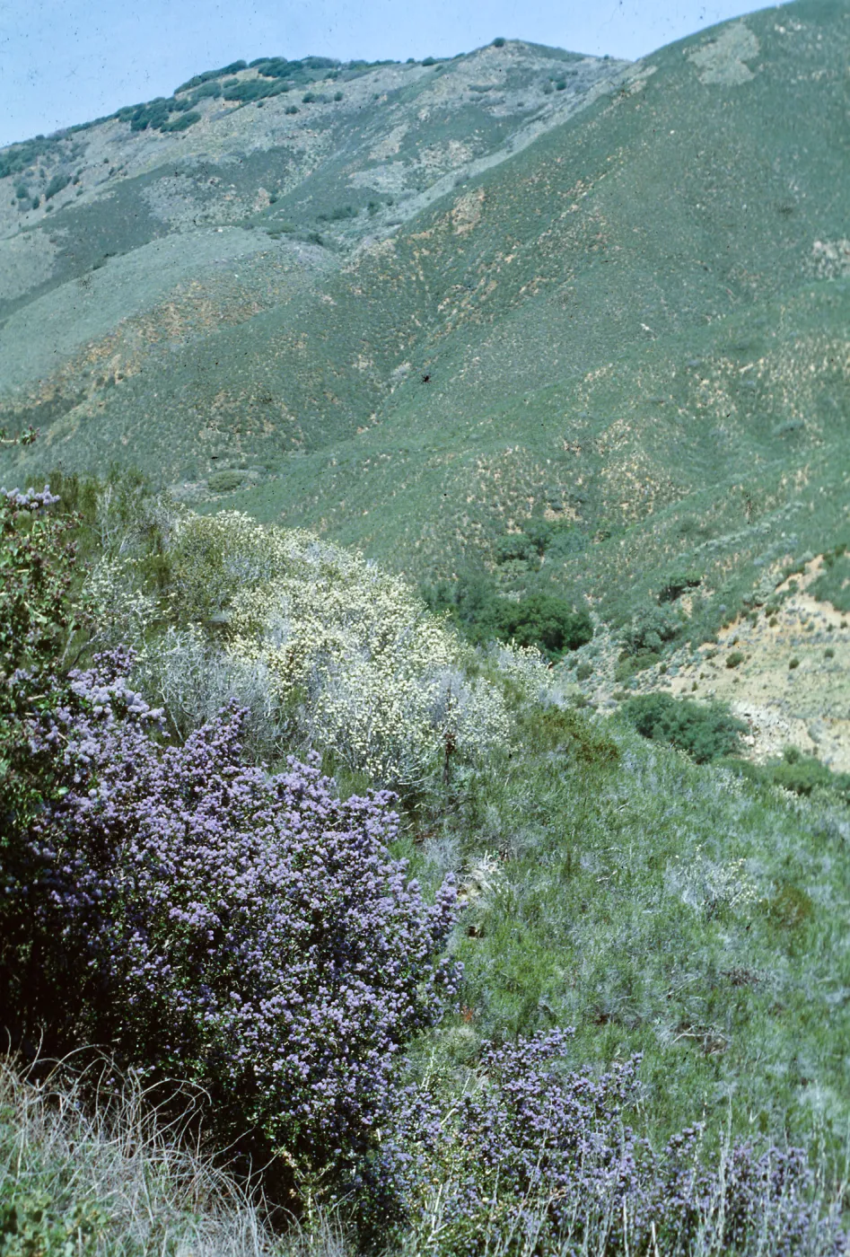 Ceanothus (California Lilac), S. Cal.