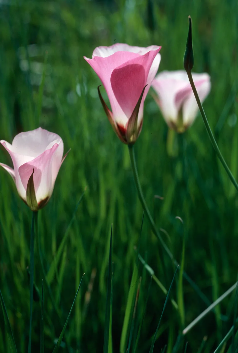 Calochortus
