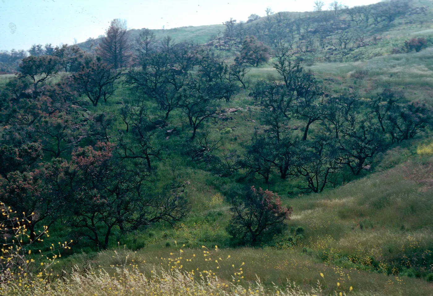 Quercus agrifolia (Coastal Live Oak), Malibu Burn