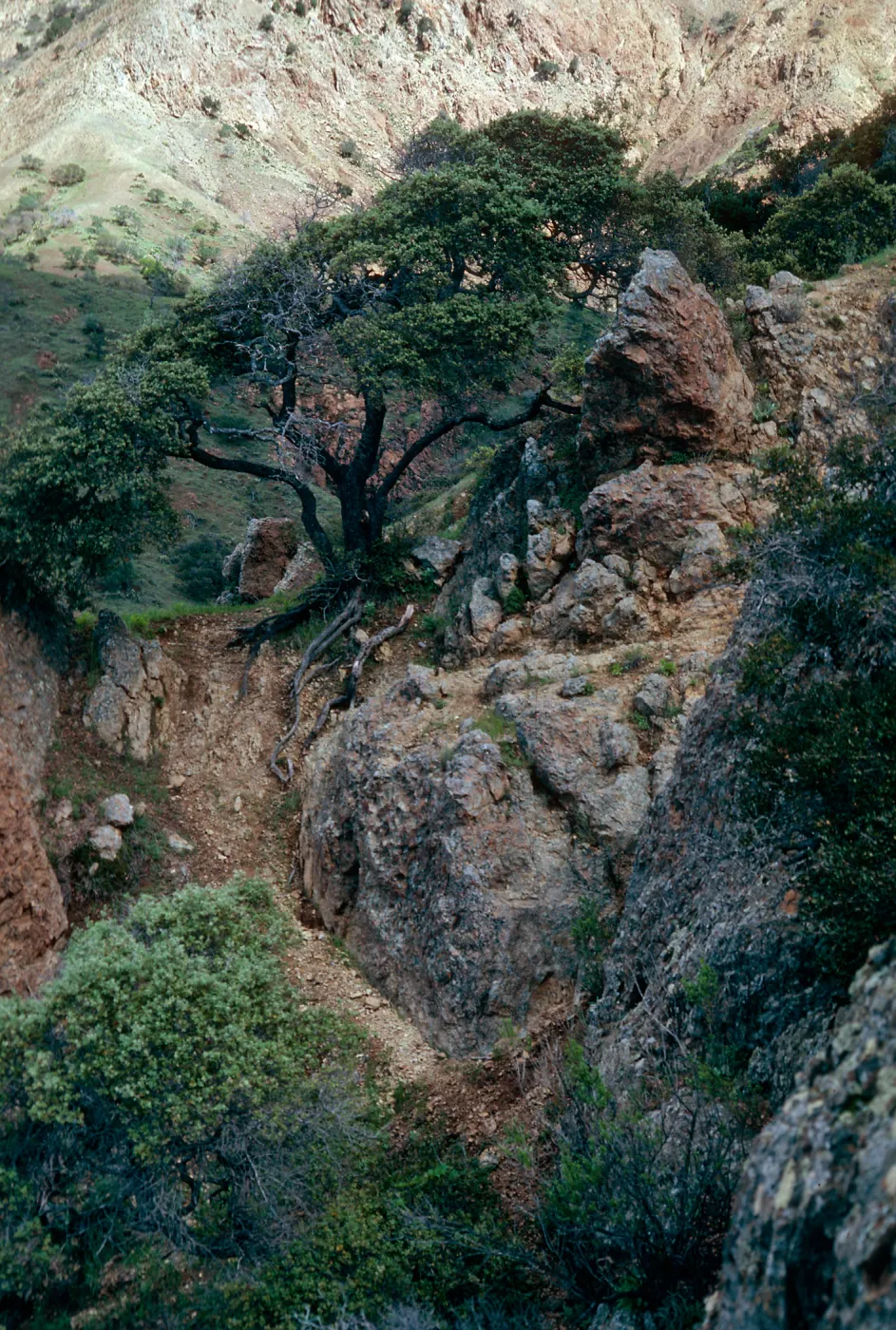 Quercus dumosa, Santa Cruz Island