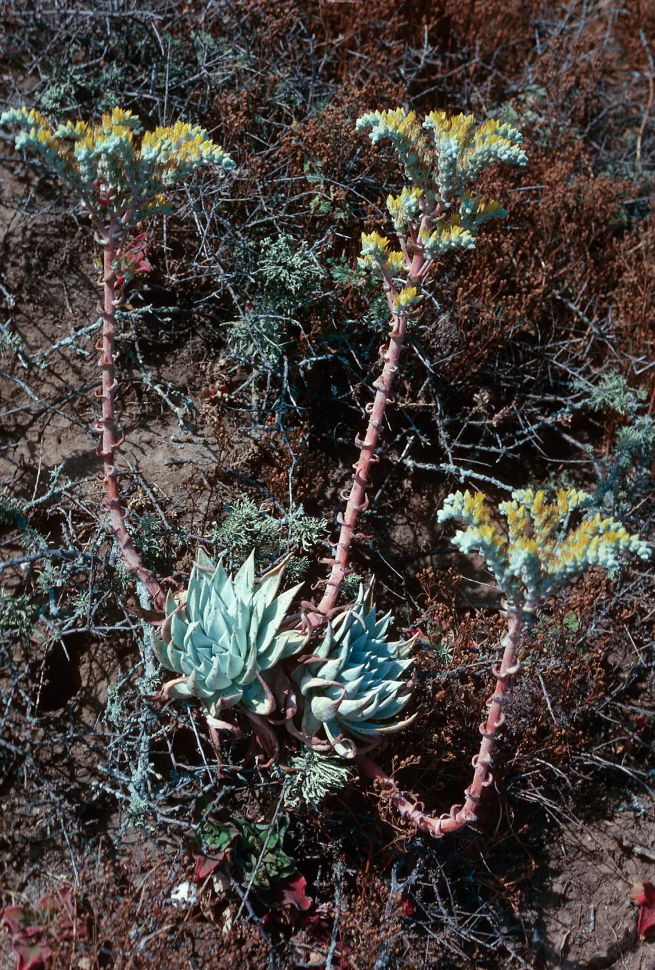 Dudleya traskiae, Signal Peak