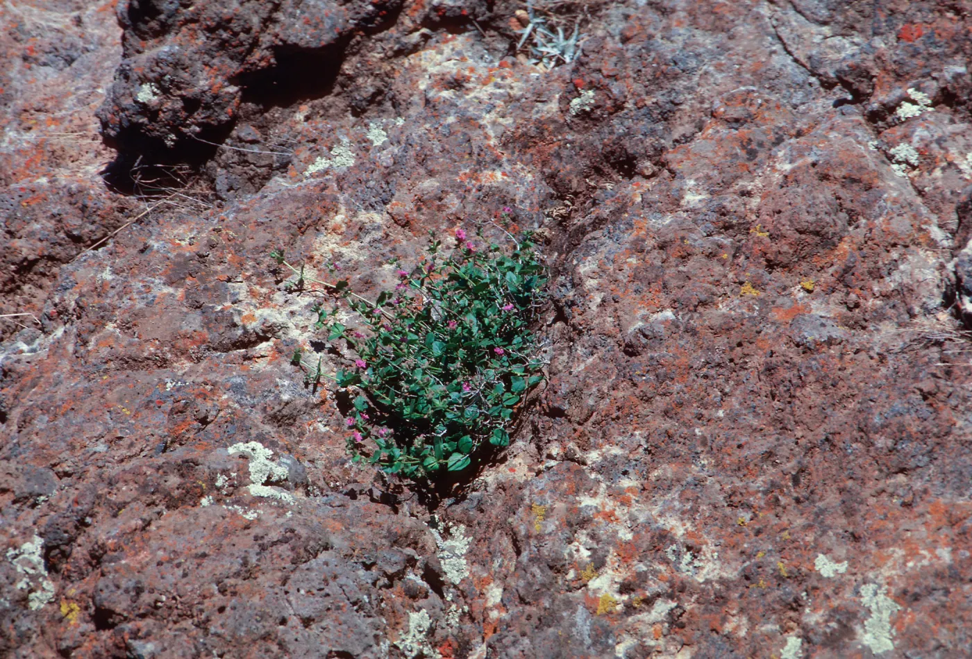Mirabilis californica, South-facing slope near Lagunitas Secas