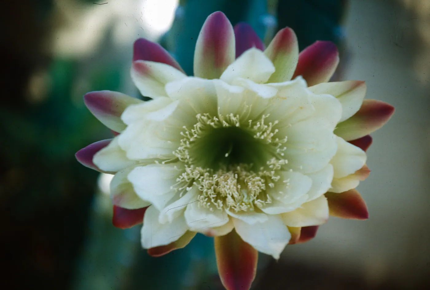 Cereus peruvianus, home on Lincoln Drive