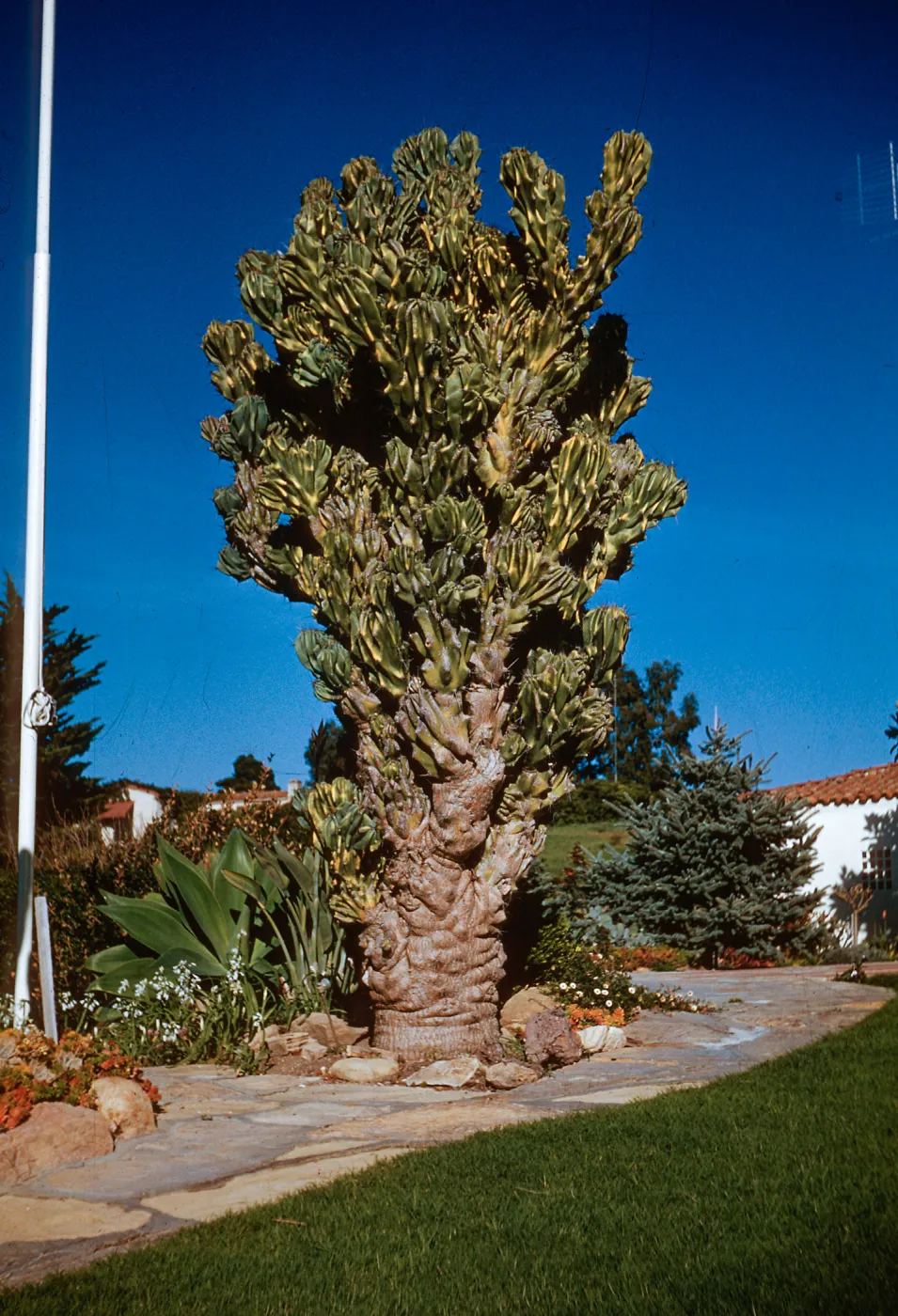 Cereus peruvianus monstrosus, Otto Eishels Hope Ranch farm