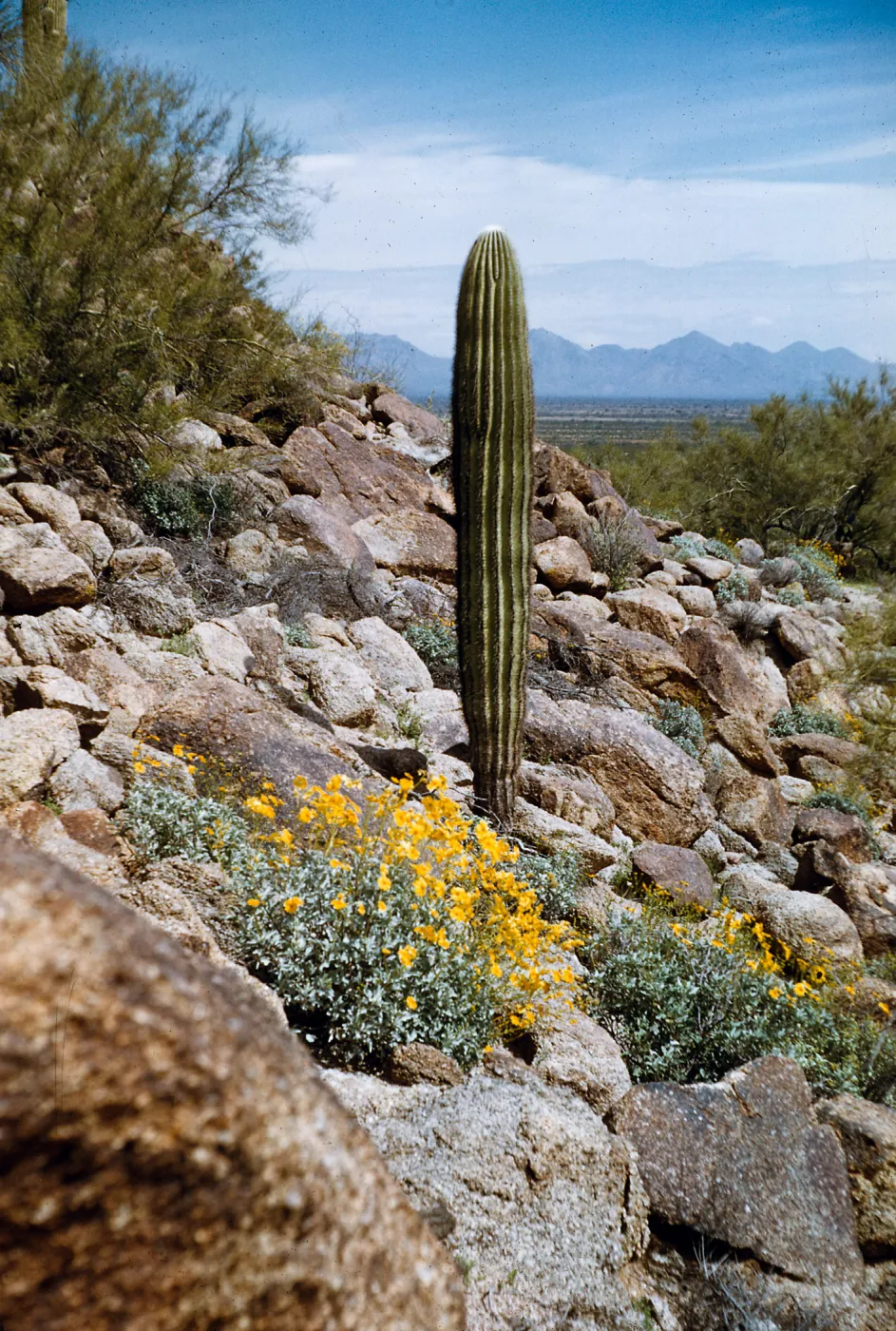 Saguaro + Encelia, near Cane Creek, Baja California