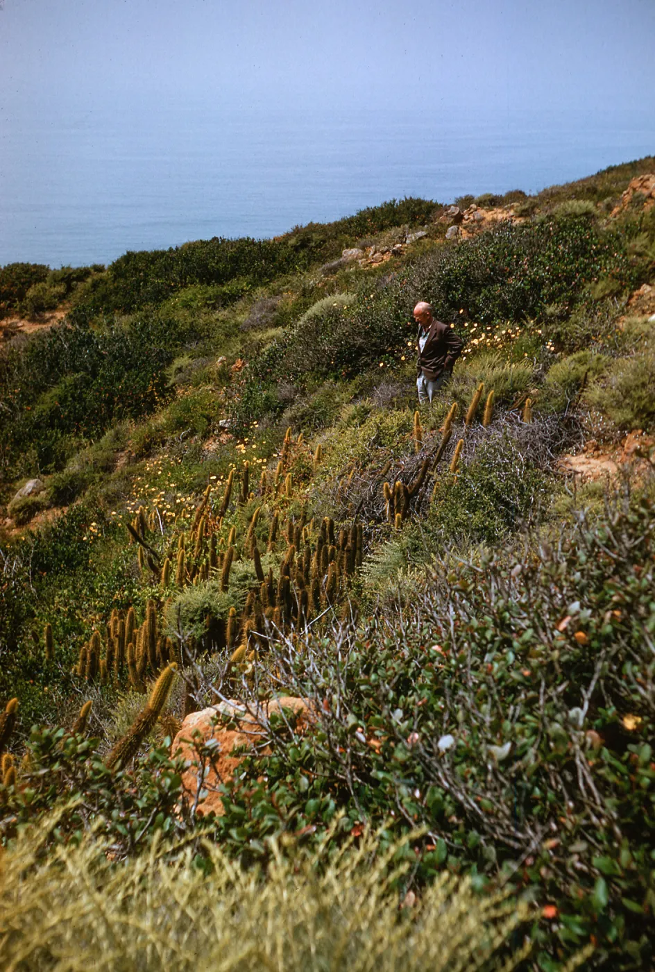 Bergerocactus emoryi, Point Loma, San Diego, California