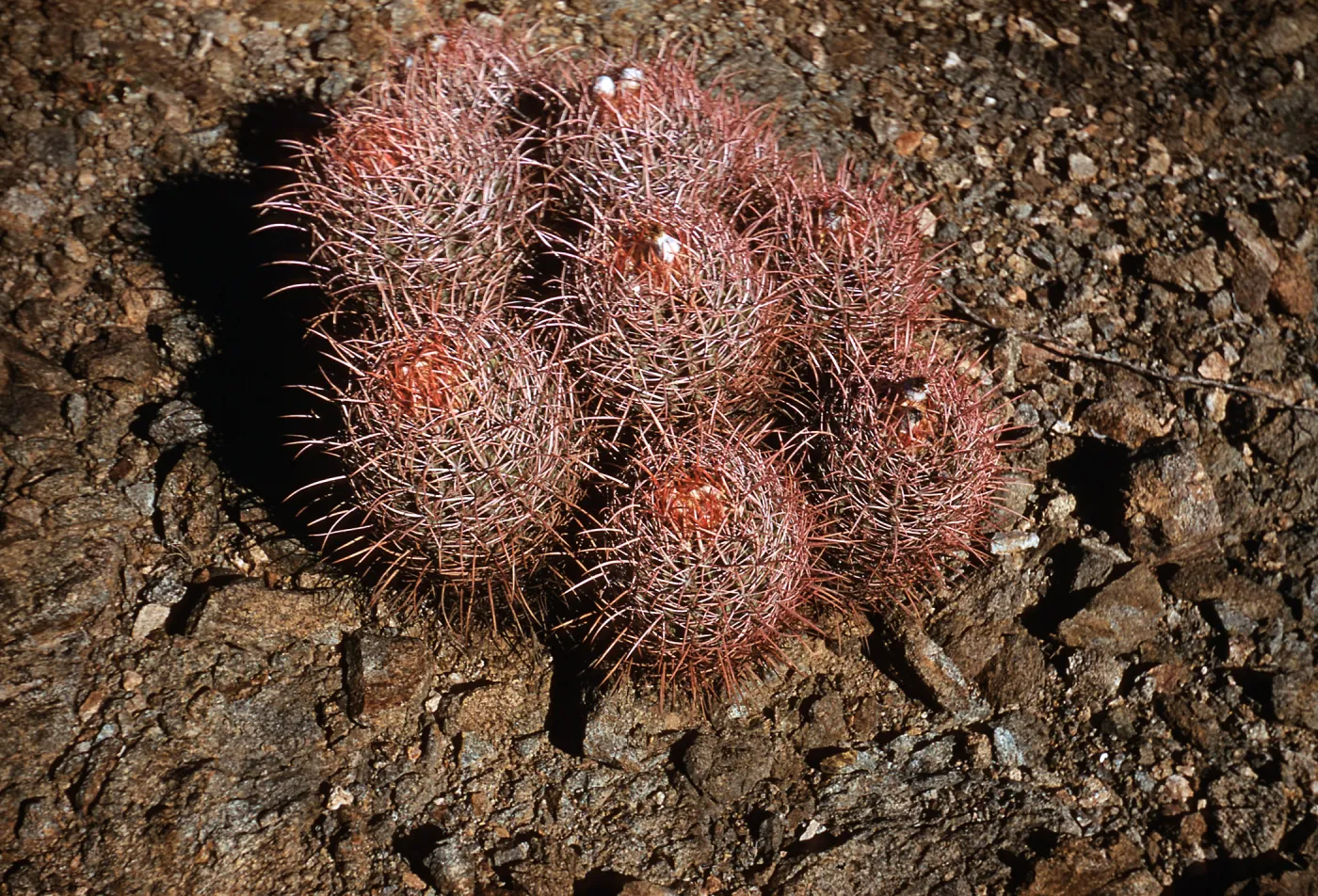 Echinocactus polycephalus. Yermo, California