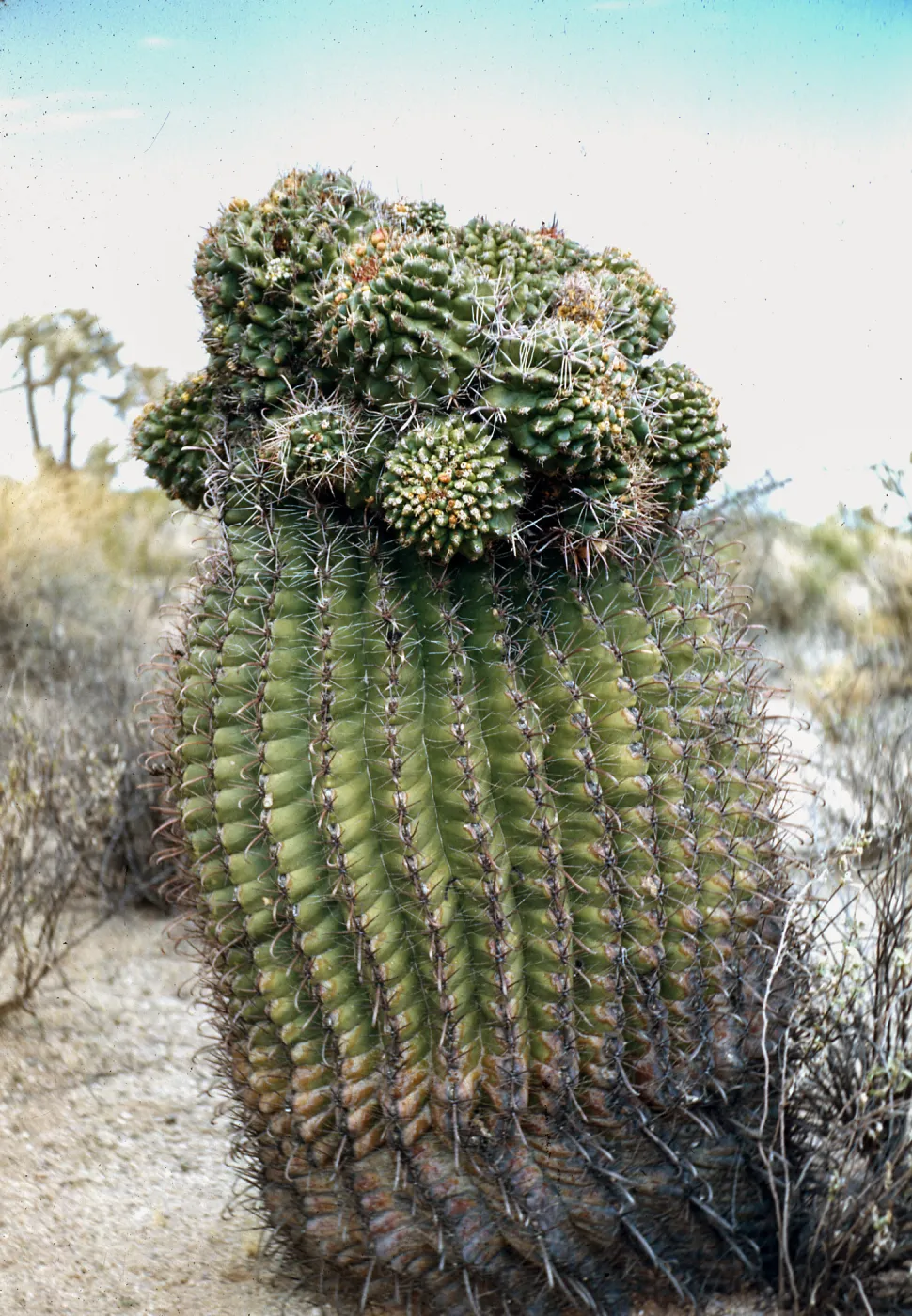 Ferocactus wislizeni monstrous, near Oracle Junction, Arizona