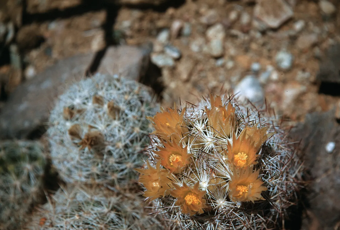 Coryphantha vivipera var deserti, Mountain Pass, California