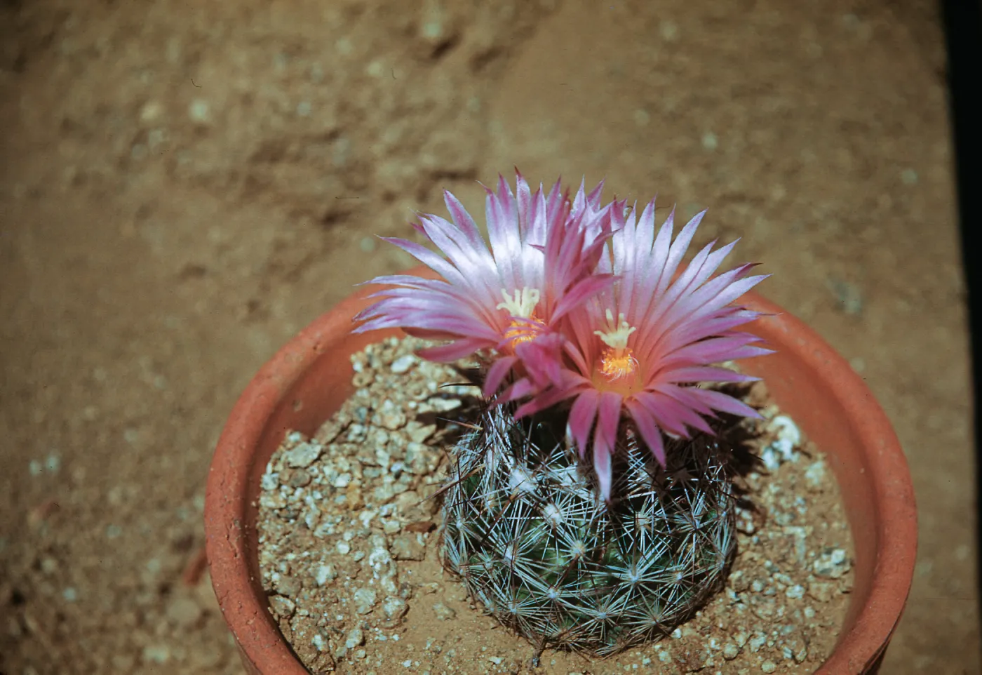 Coryphantha vivipera var arizonica, Mountain Pass, California