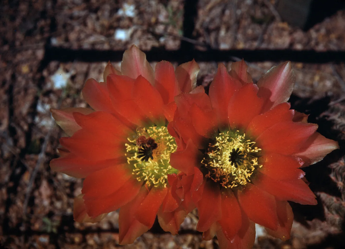 Echinocereus pectinatus, Desert Botanic Garden, Chihuahua, Mexico