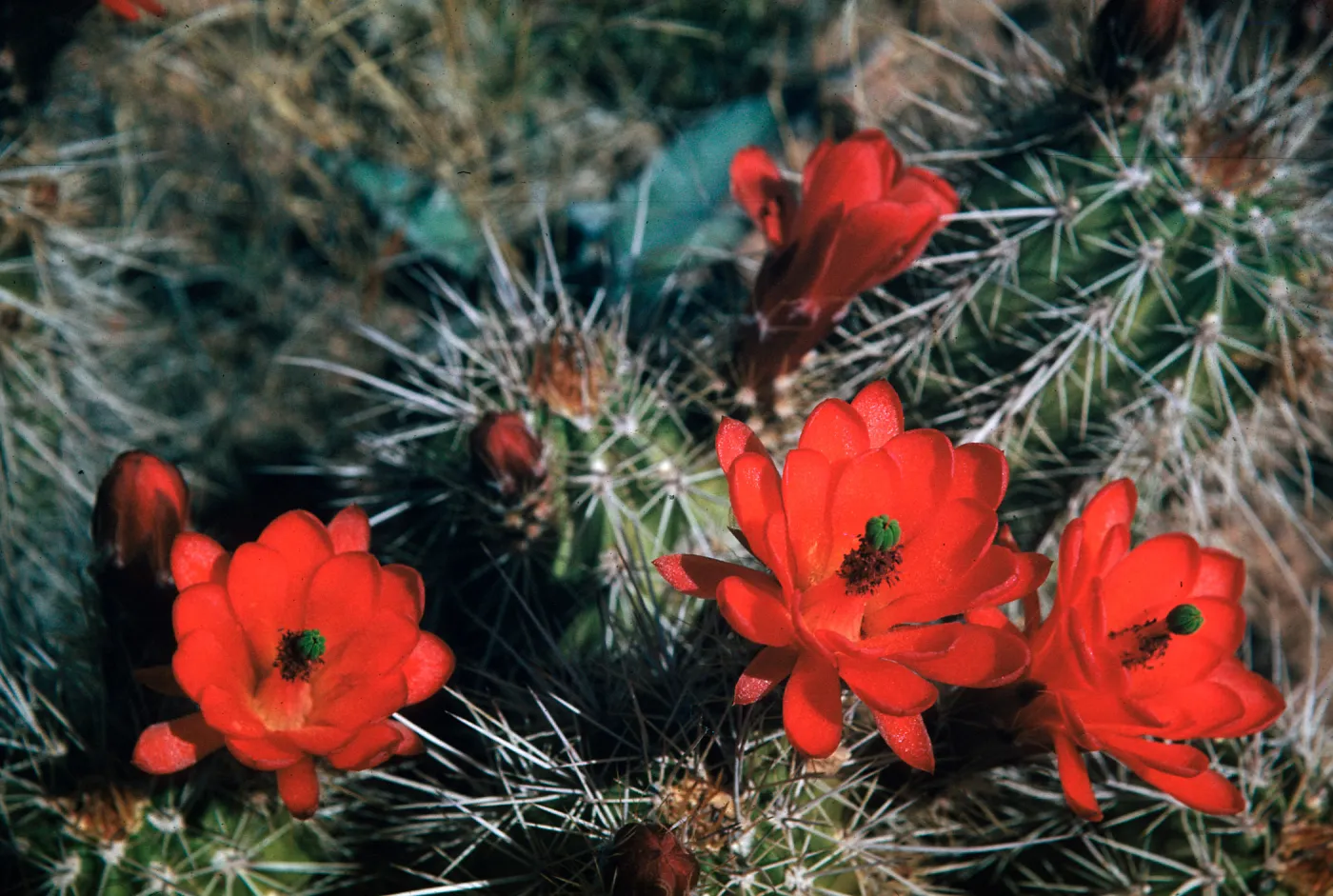 Echinocereus triglochidiatus, Claret Cup Cactus, Sycamore Canyon, Arizona