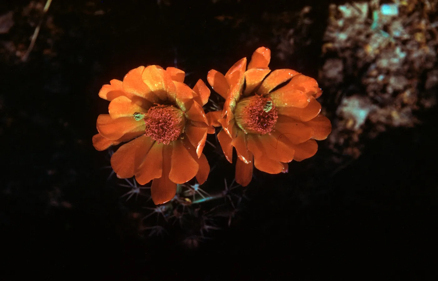 Echinocereus triglochidiatus var rosei, New Mexico