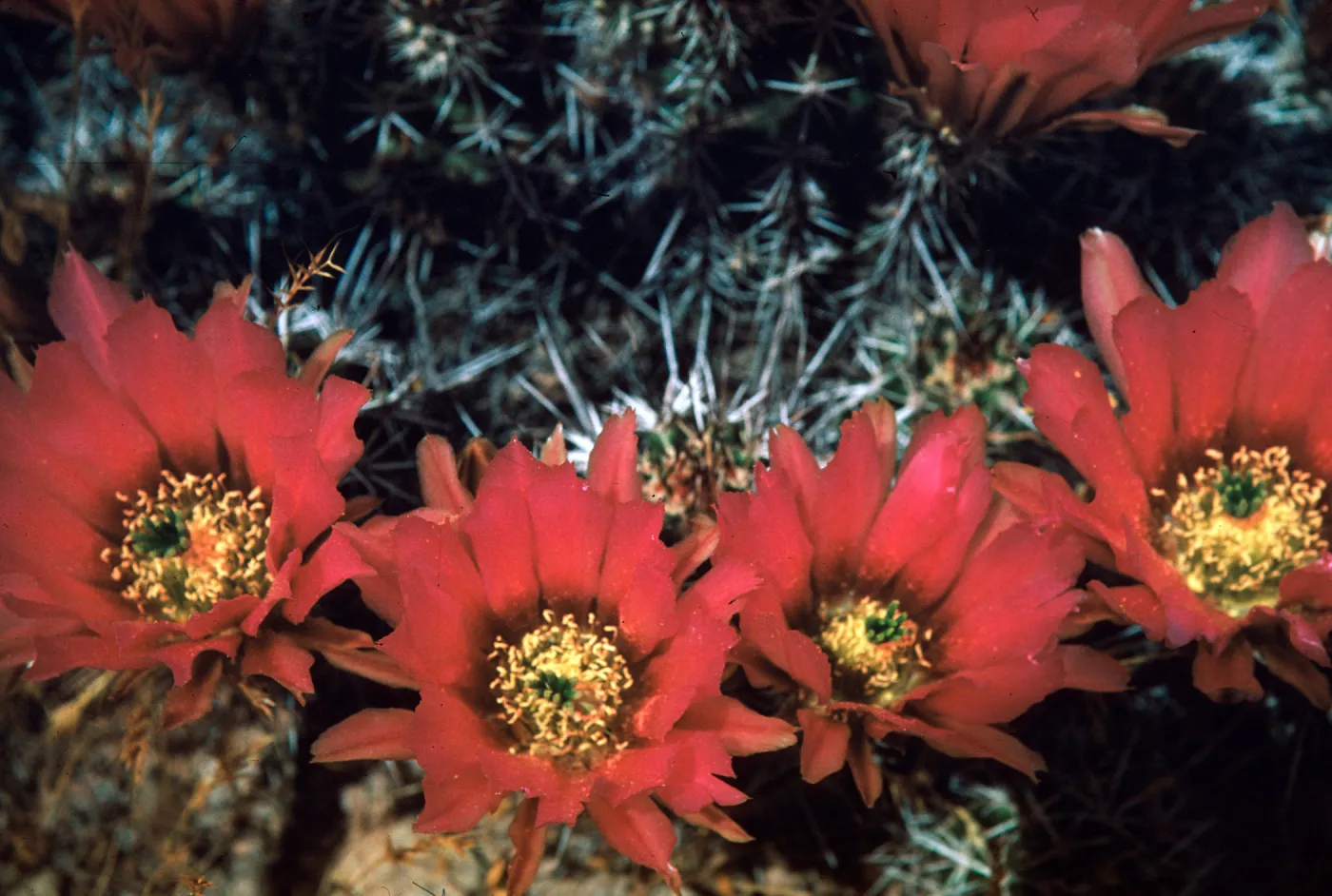 Echinocereus fendleri, Guadalupe Canyon, Arizona