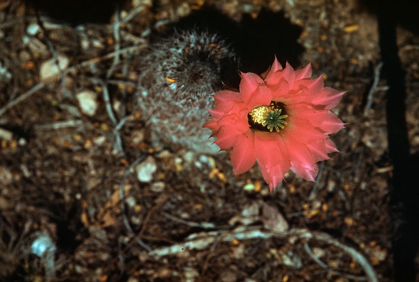 Echinocereus chisoensis, Desert Botanic Garden, Big Bend National Park, Texas
