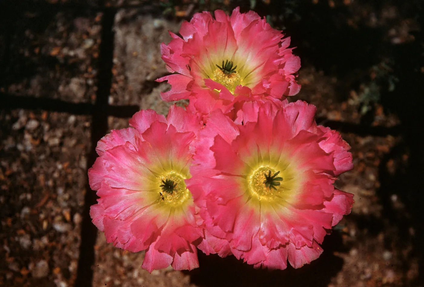 Echinocereus pectinatus scrophulorum, Mexico, plants collected by D. F.