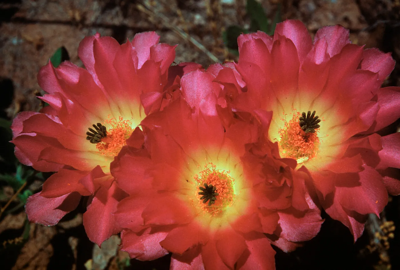 Echinocereus pentalophus