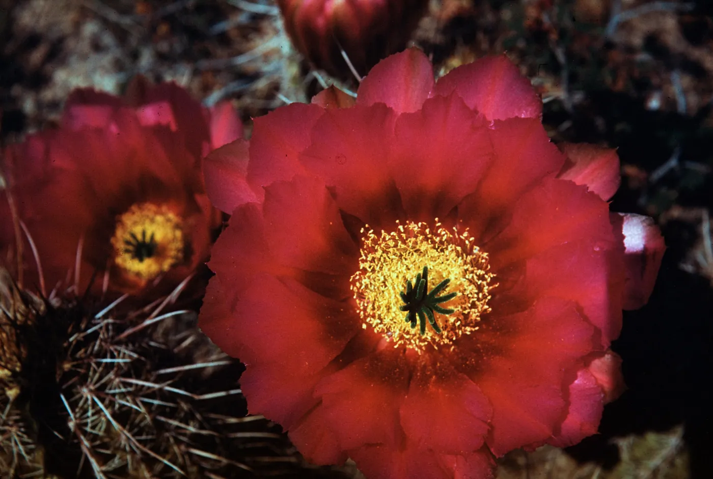 Echinocereus fendleri var boyce-thompsoni, Cordes, Yavapai County, Arizona