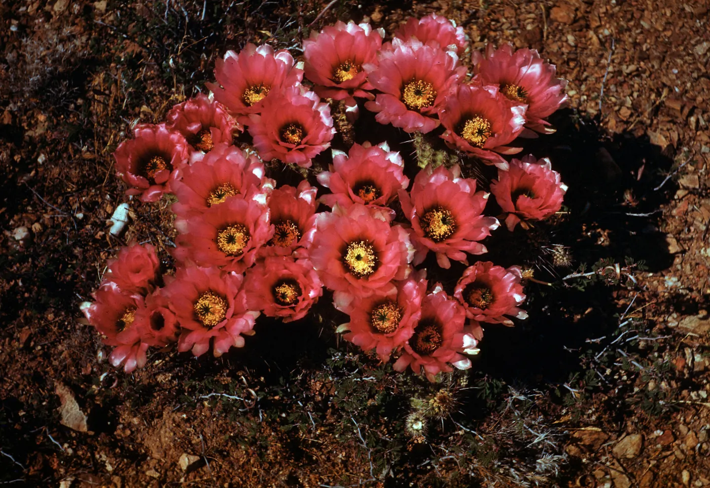 Echinocereues fendleri var boyce-thompsoni, Cleator Bradshaw Mountains, Yavapai County, Arizona