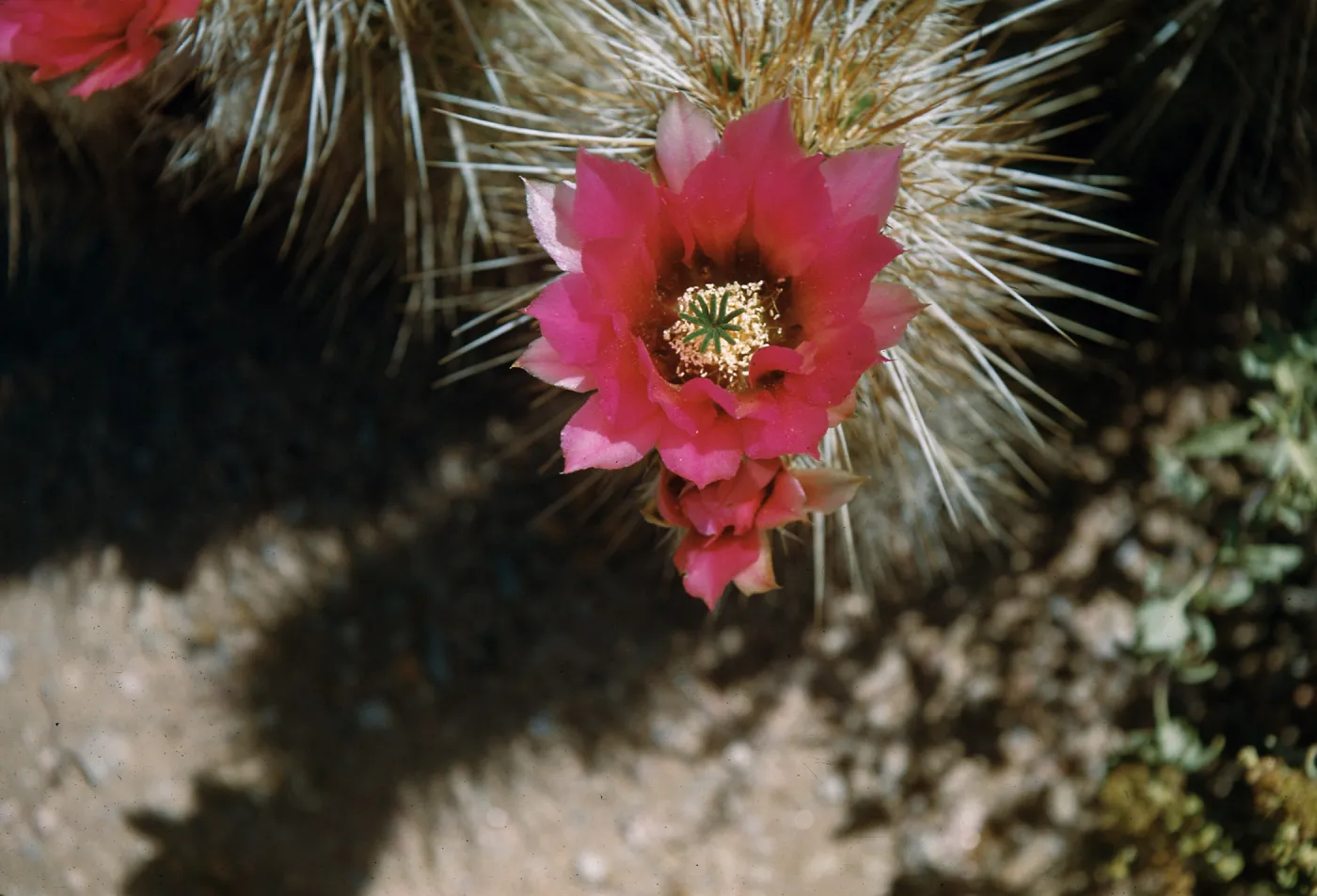 Hedgehog cactus, Spring