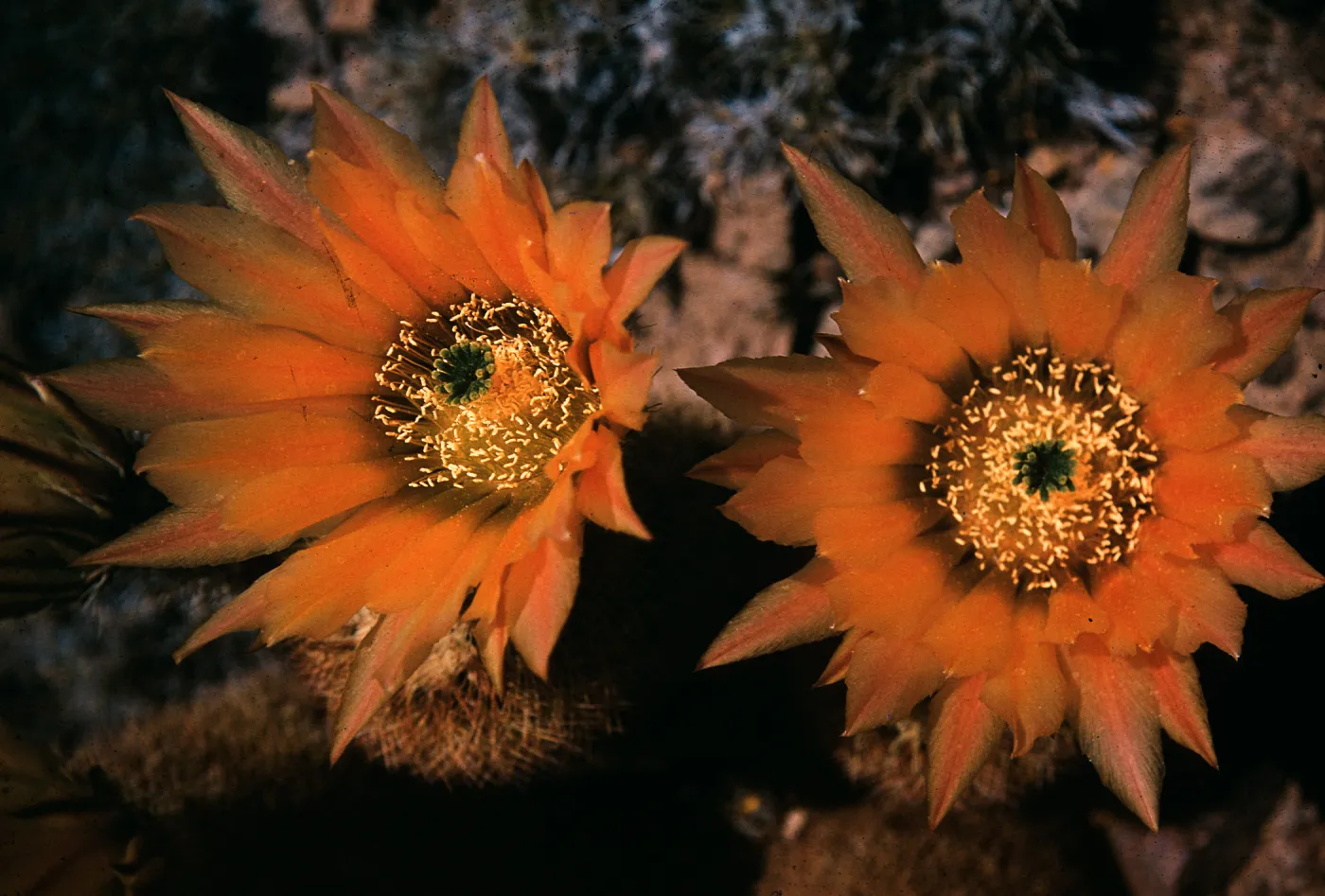 Echinocereus pectinatus, Mexico