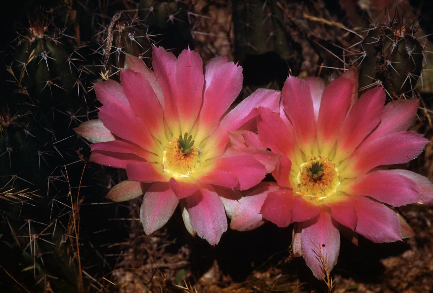 Echinocereus blankii, Desert Botanic Garden