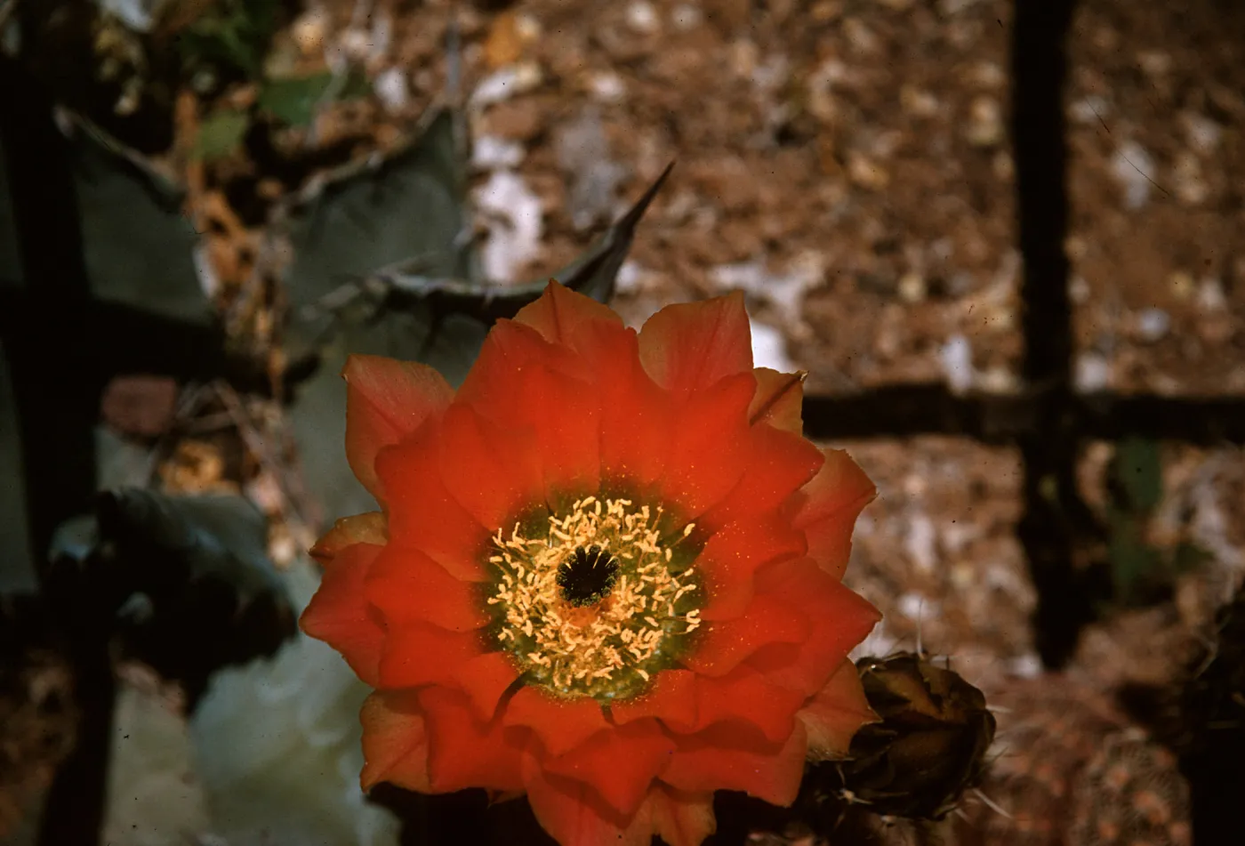 Echinocereus pectinatus, Mexico