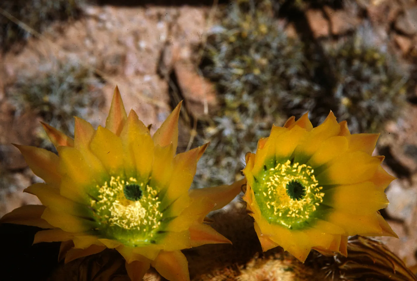 Echinocereus pectinatus var neo-mexicana