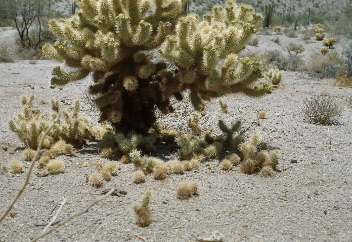 Opuntia biglovii, Silver Cholla, Rincon Springs, arizona