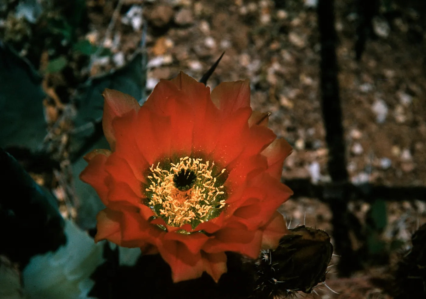 Echinocereus pectinata, Mexico