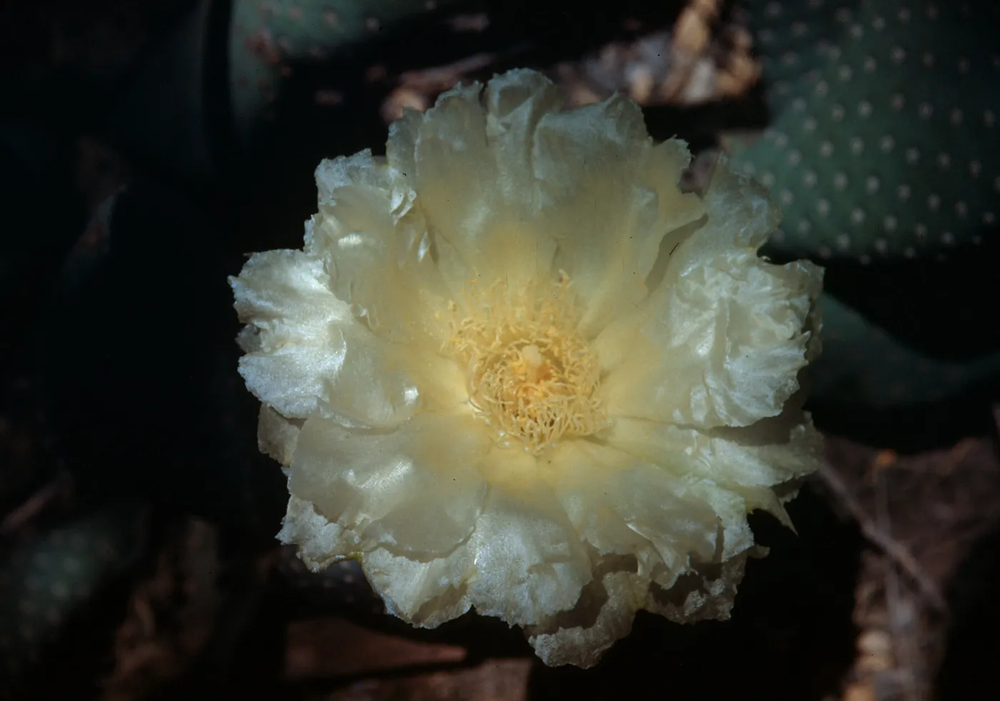 Opuntia basilaris, albino flower, Desert Botanic Garden, California