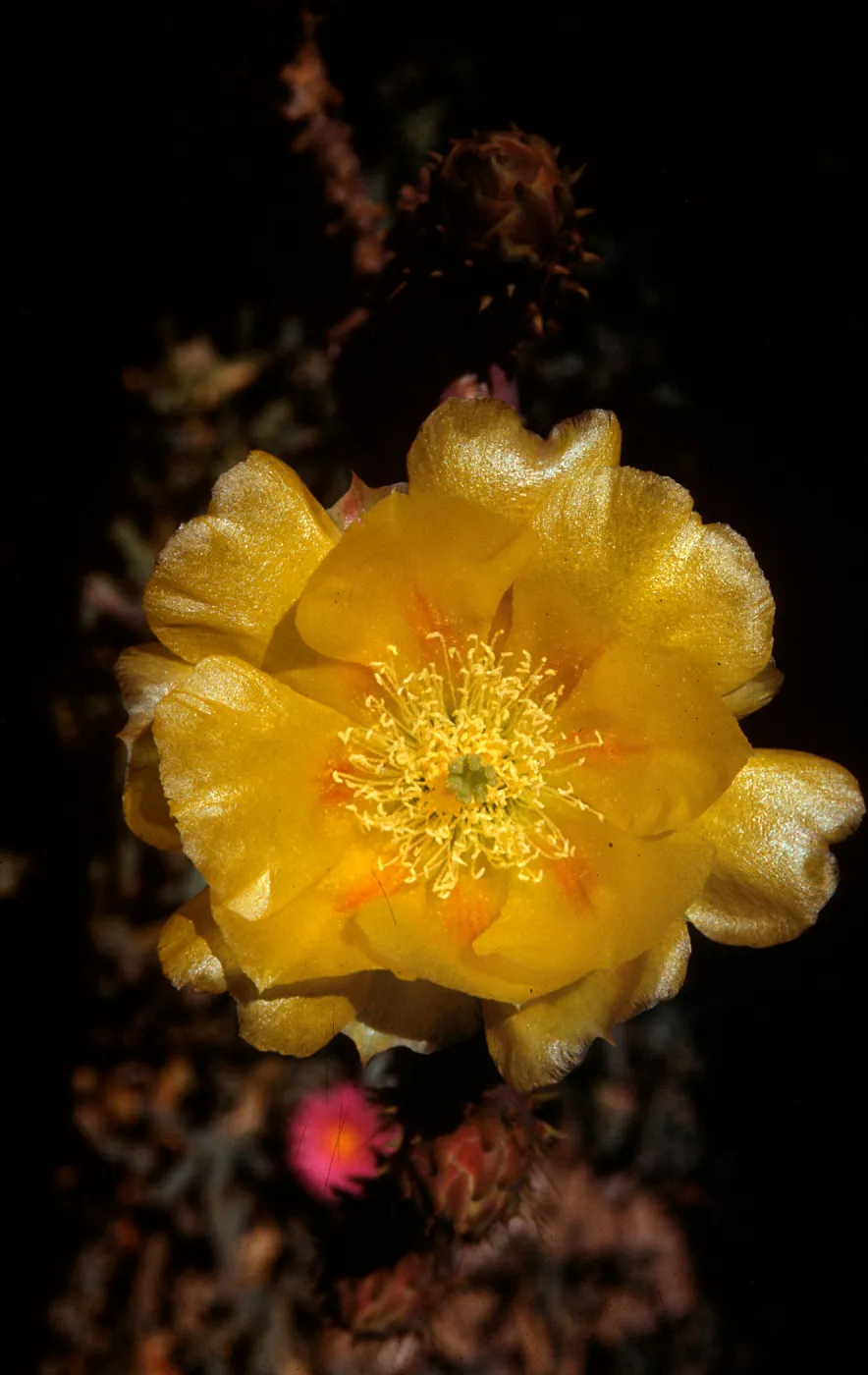 Opuntia gosseliniana var santa-rita, Arizona