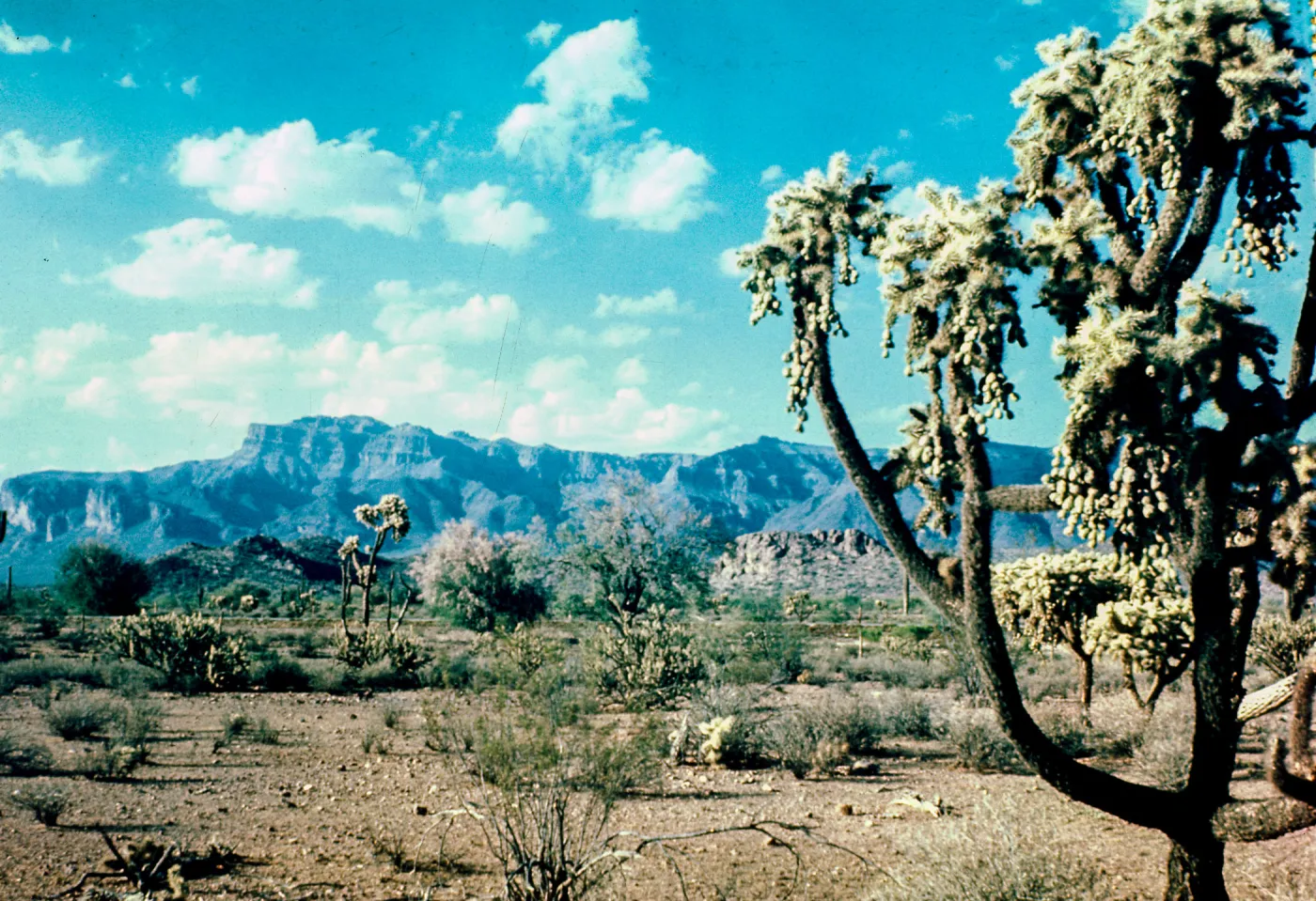 Chain Fruit Cholla, Superstition Mountain, Arizona