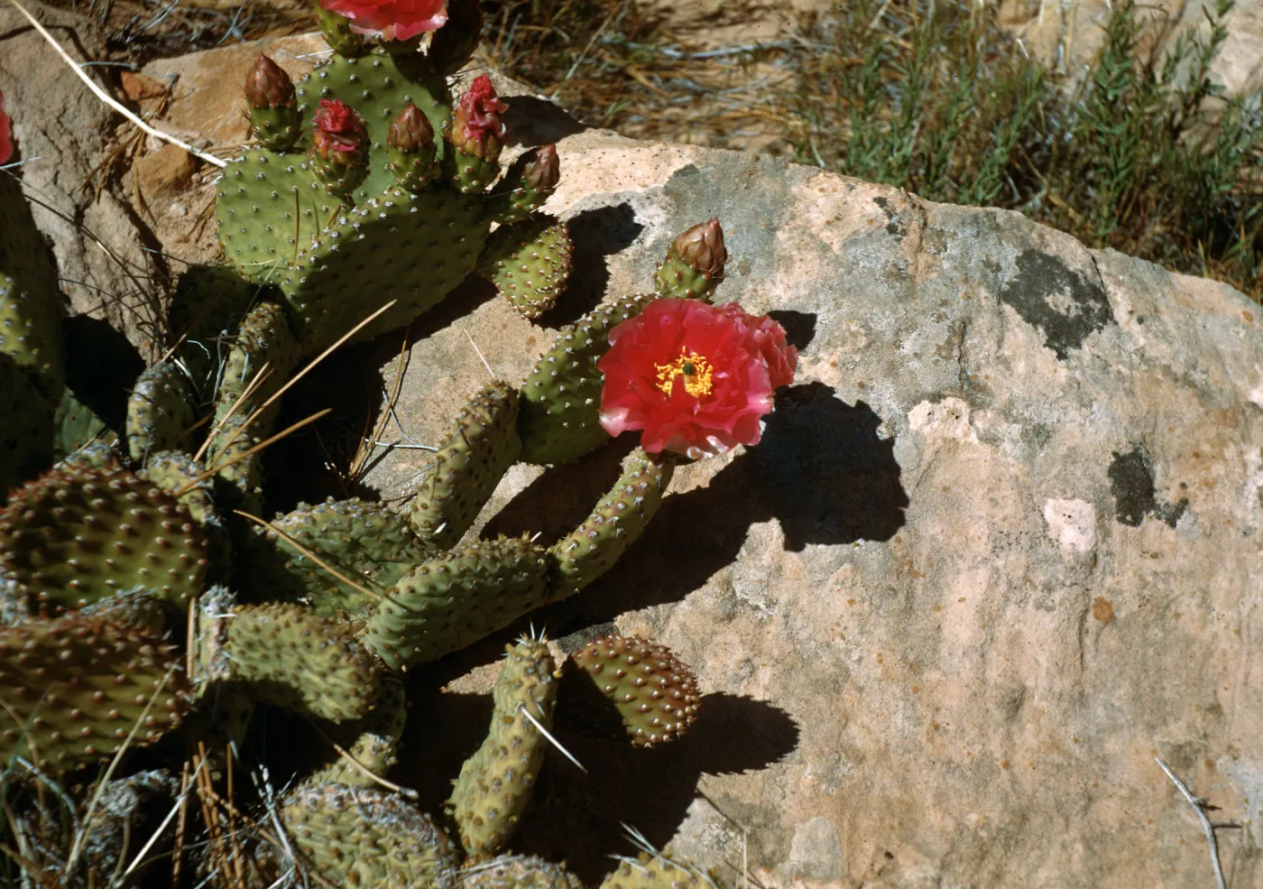 Prickly Pear, East of North Rim - Grand Canyon, Arizona