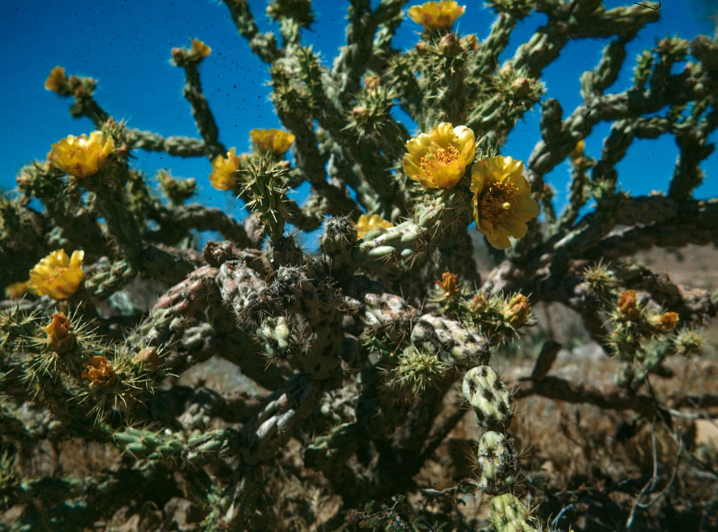 Opuntia (Prickly-pear) versicolor, Cane Cholla, Spring