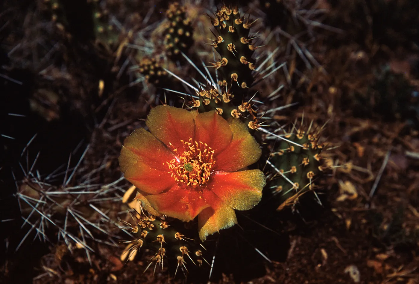Opuntia erinaceae, Red Lake, Navajo Indian Reservation, Arizona