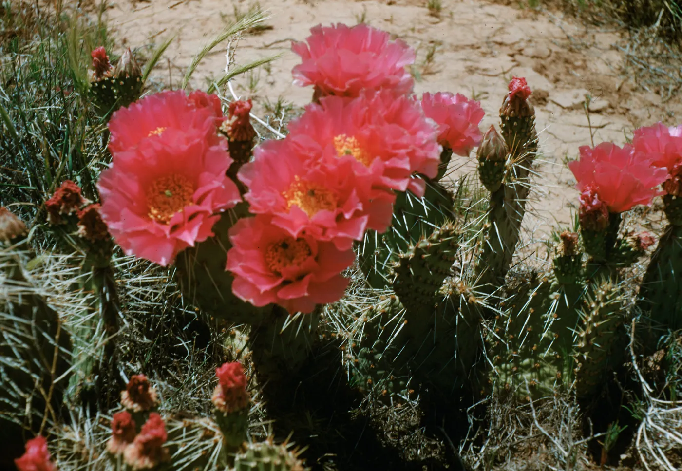 Prickley Pear cactus, enroute Cameron from North Rim, Arizona
