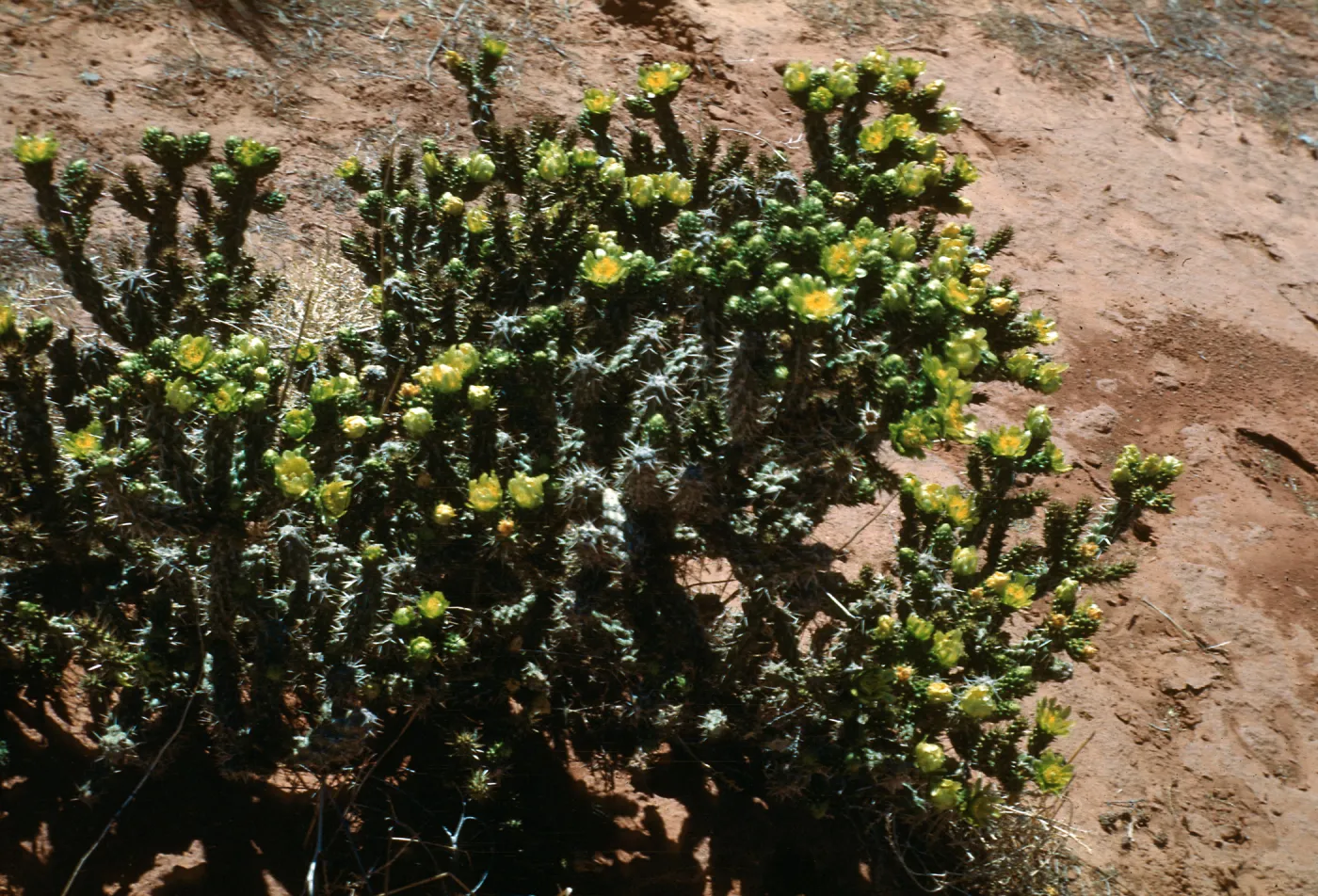 Opuntia whipplei, Short Creek, Arizona