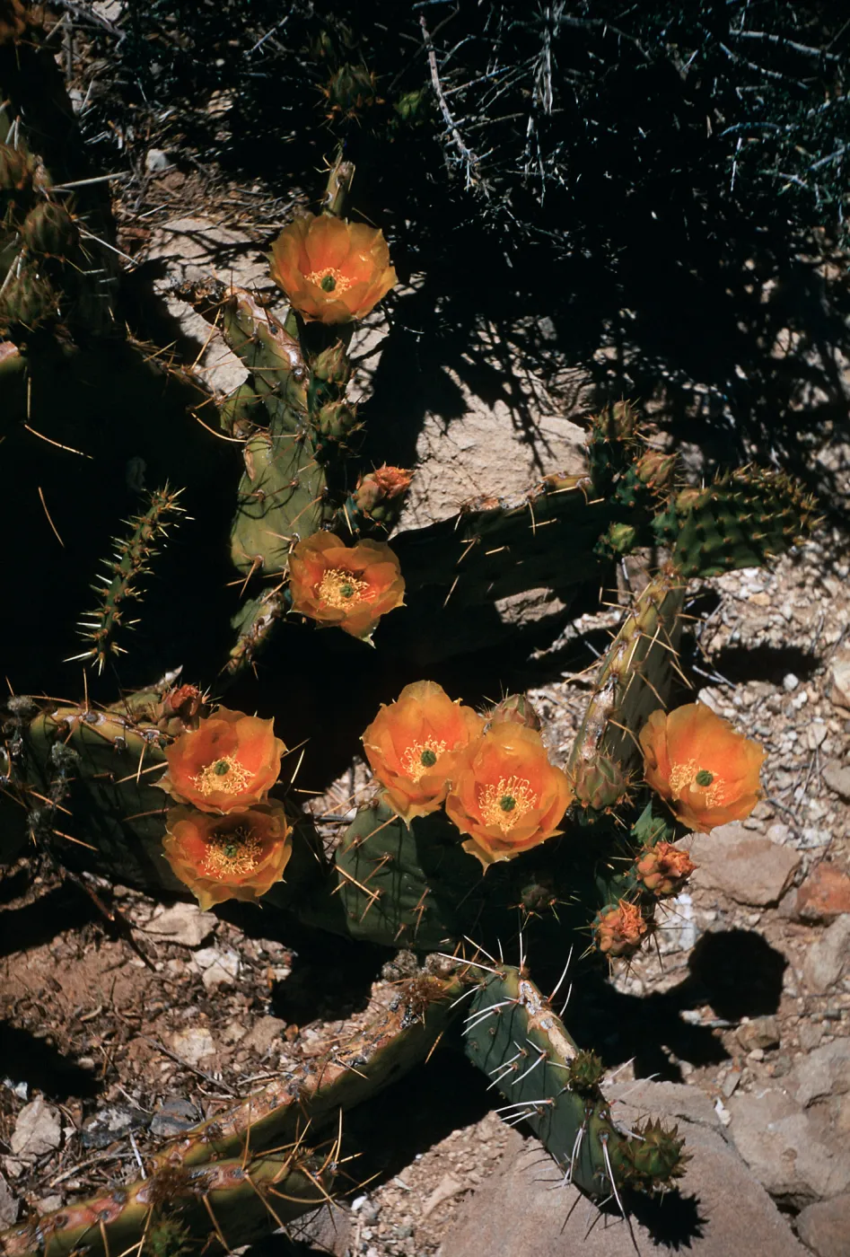 Opuntia curvispina, Kaiser Iron Mine, Providence Mountains, California