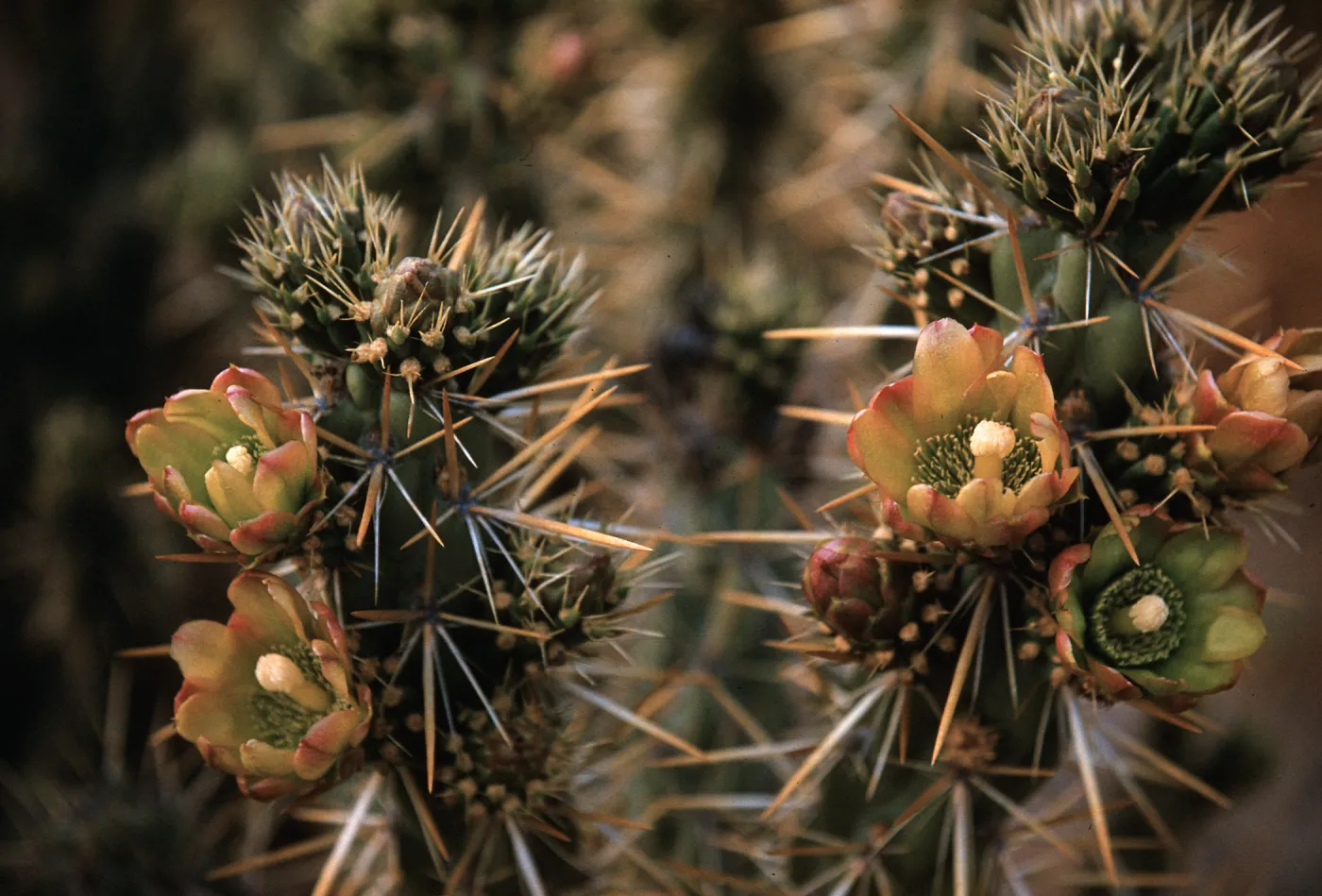 Opuntia parryi, Santa Clara River, Saugus, California