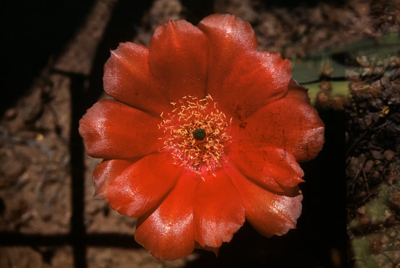 Opuntia (Prickly-pear) aciculata