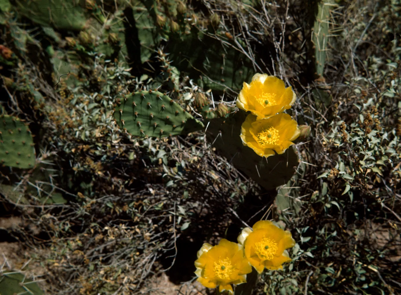 Prickly Pear cactus