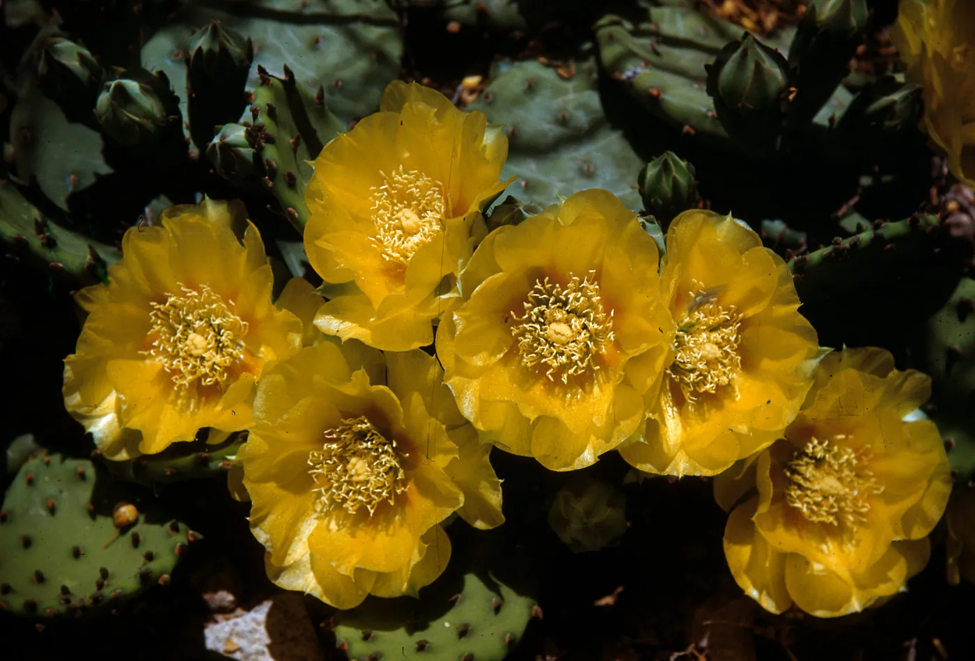 Opuntia compressa